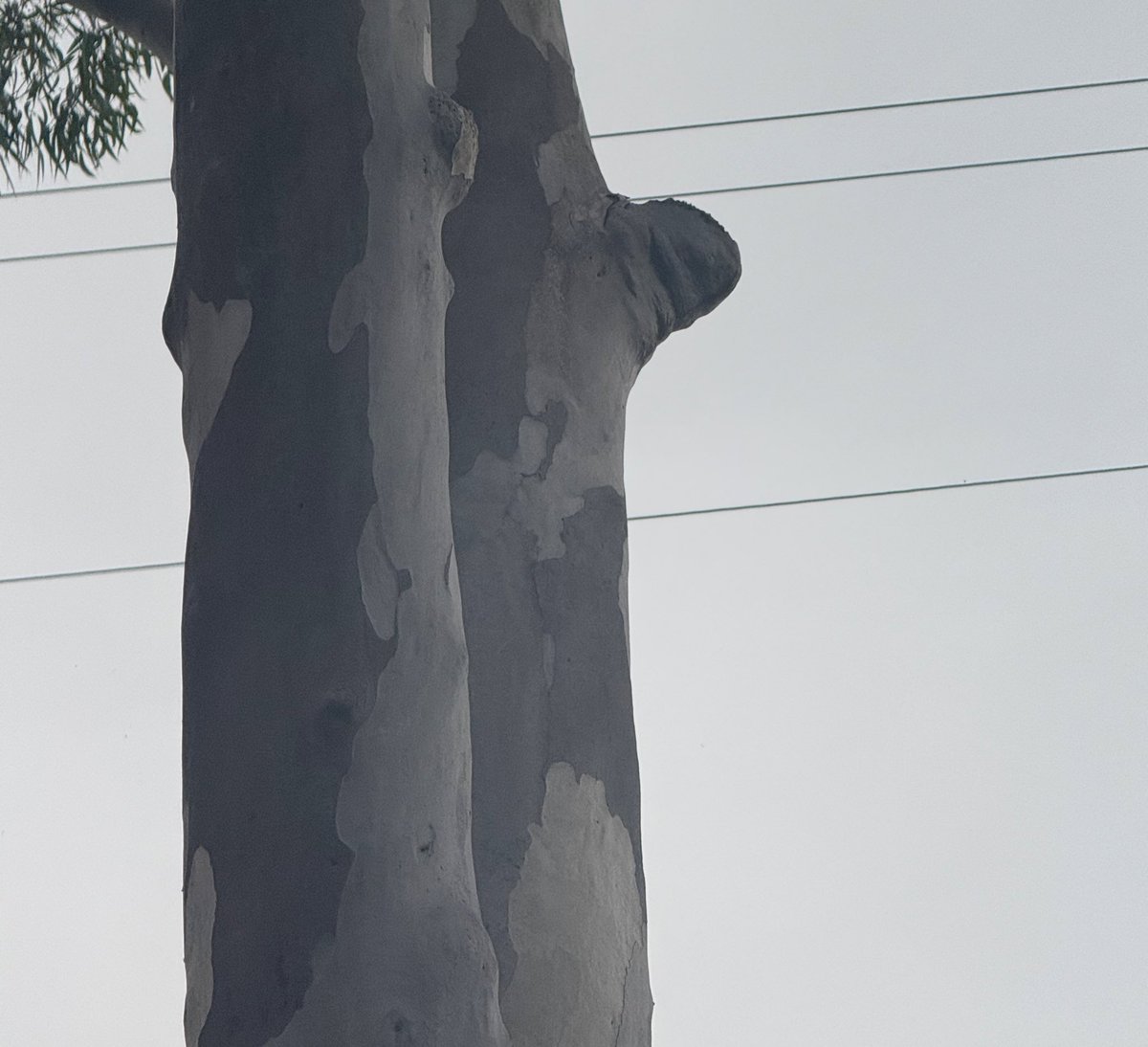 Goddess Olive tweet media