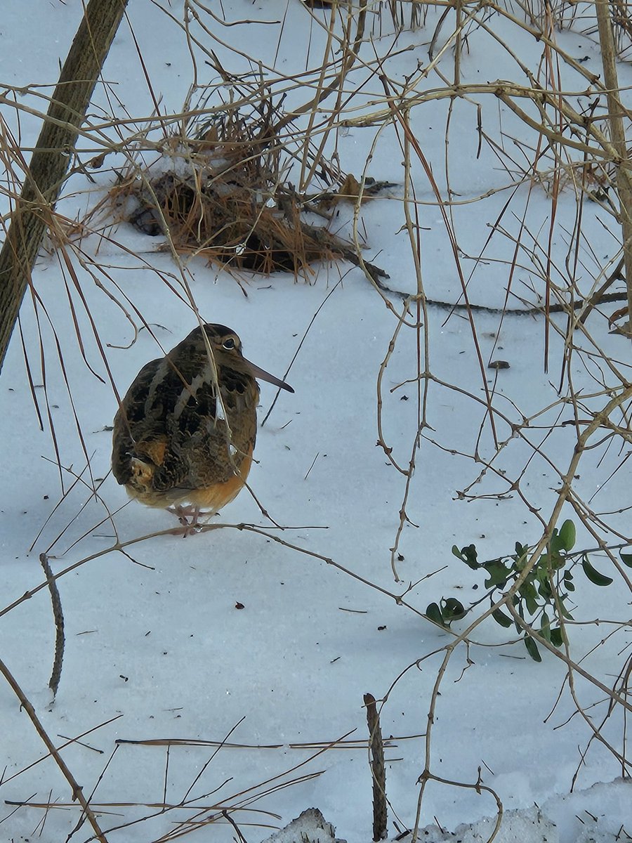 The Pale King tweet media