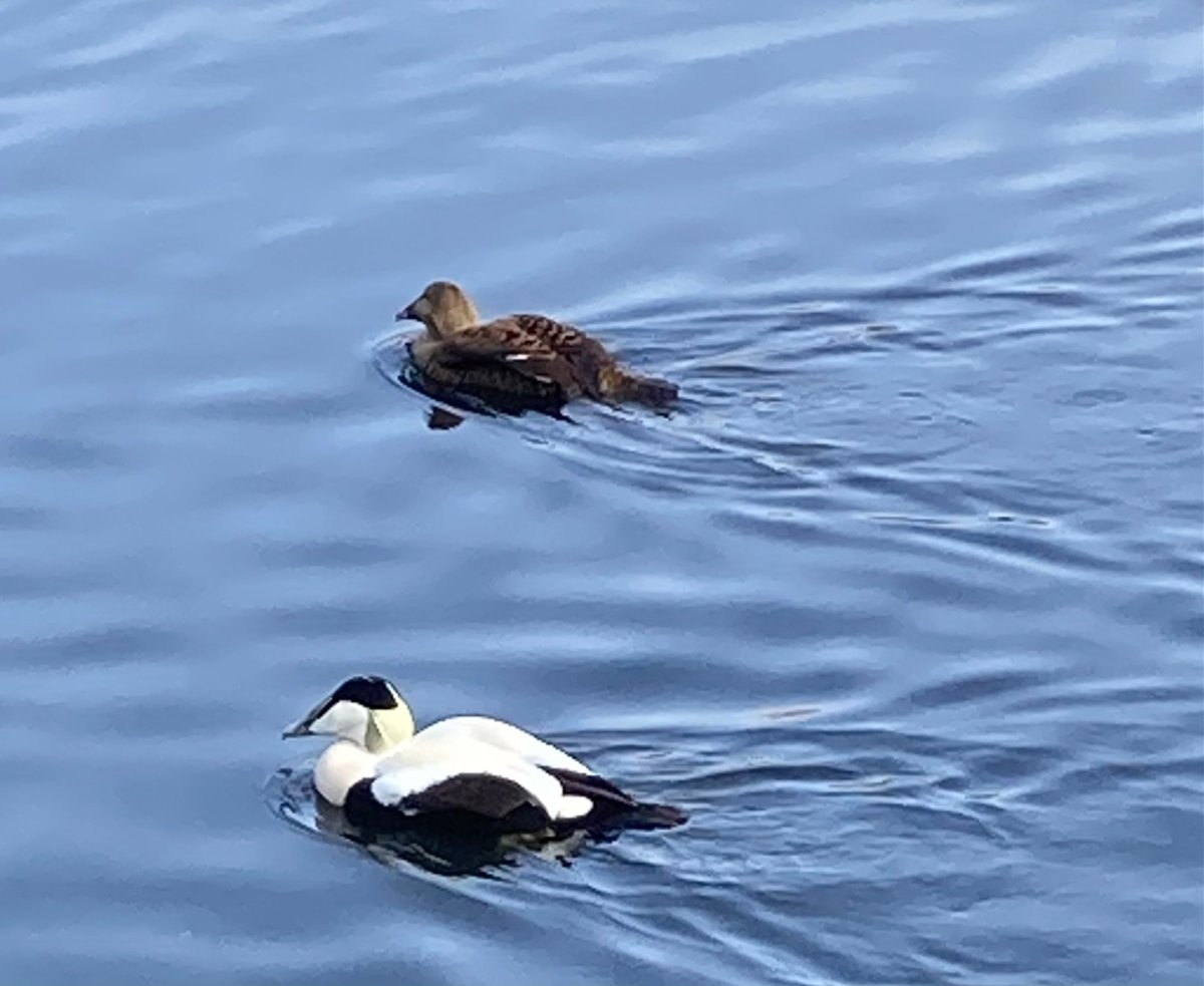 Parody Richard III’s Ghost tweet media