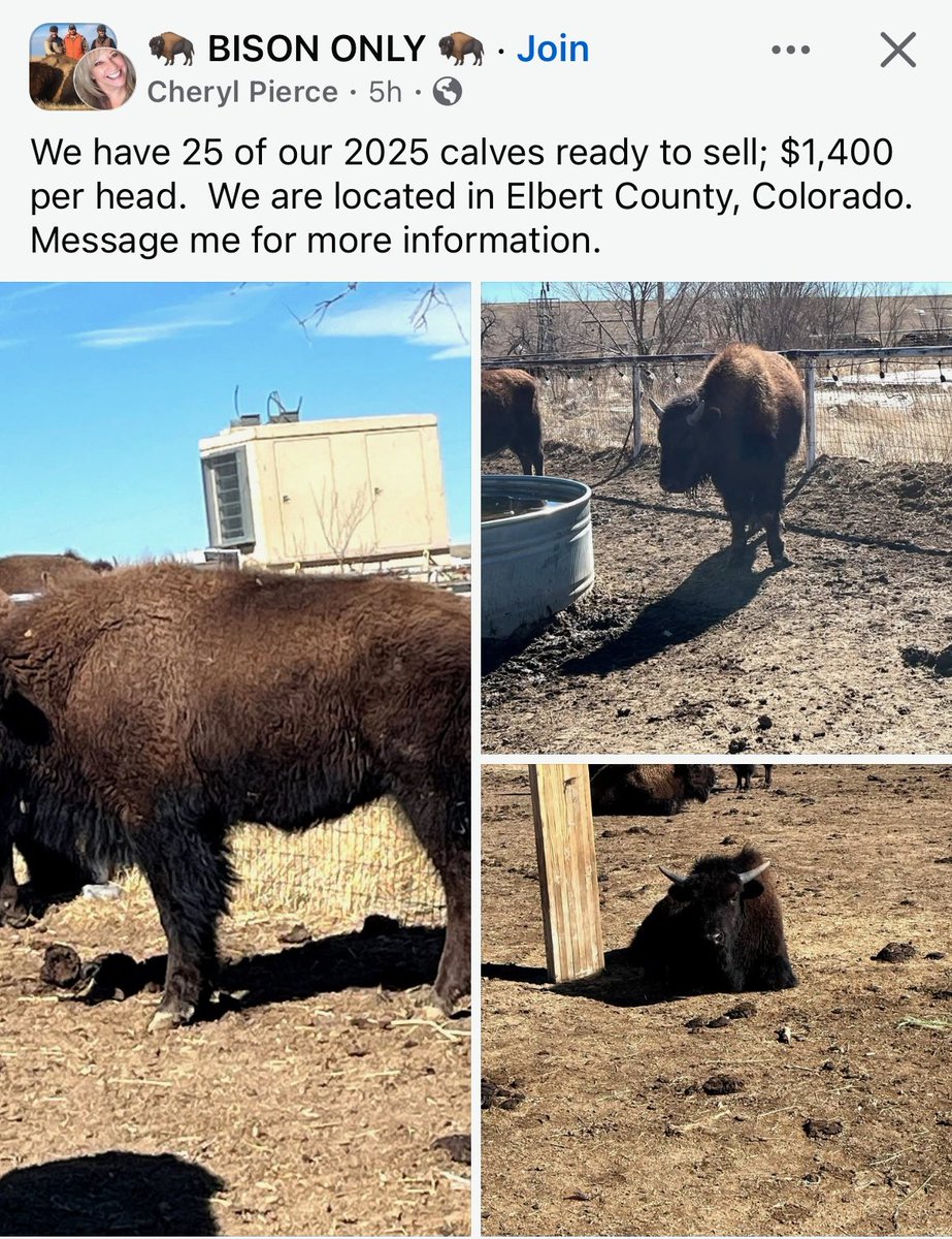 BuffaloRon tweet media