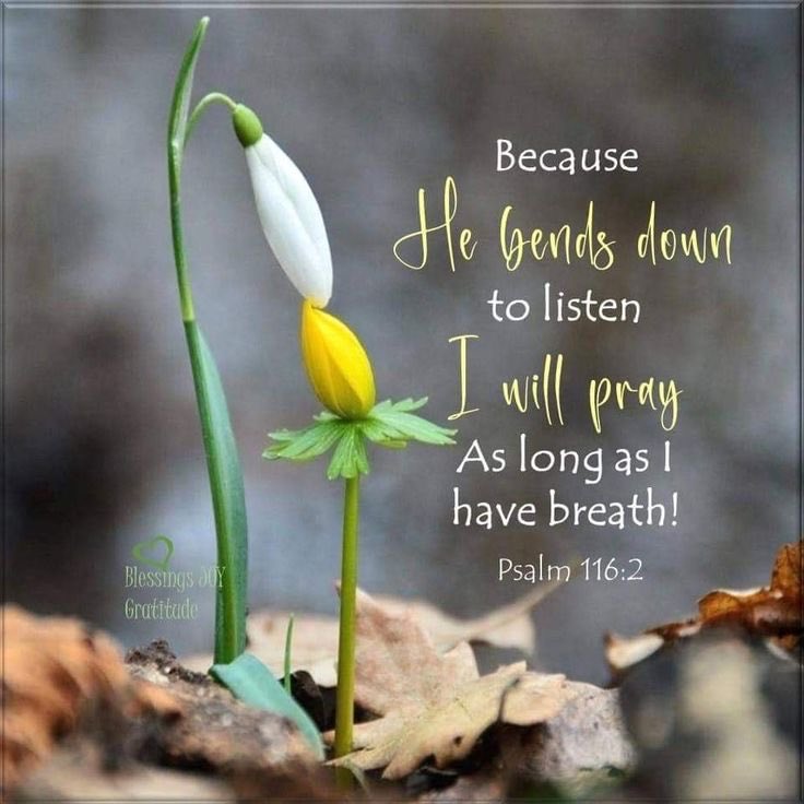 Patty Pullias 🇺🇸 tweet media