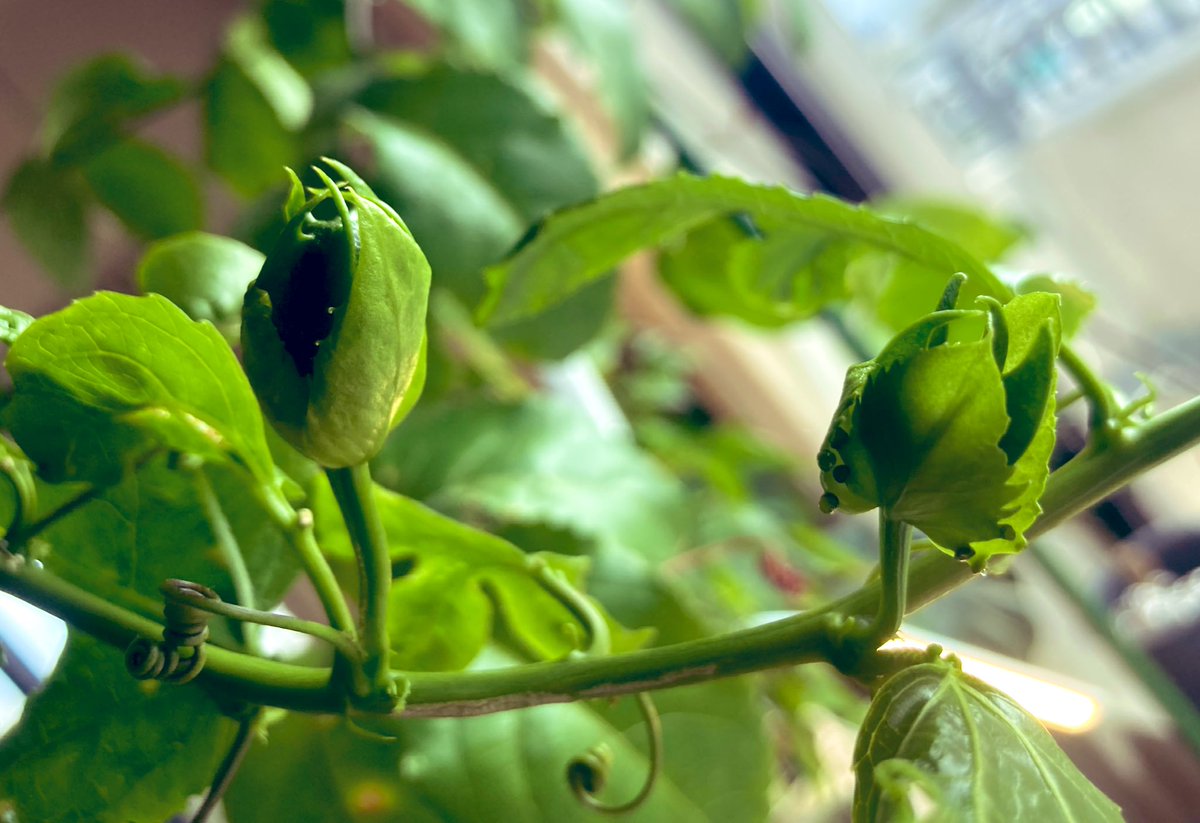 エレファンファーム🐘水耕栽培(スタッフえれちゃーん) tweet media