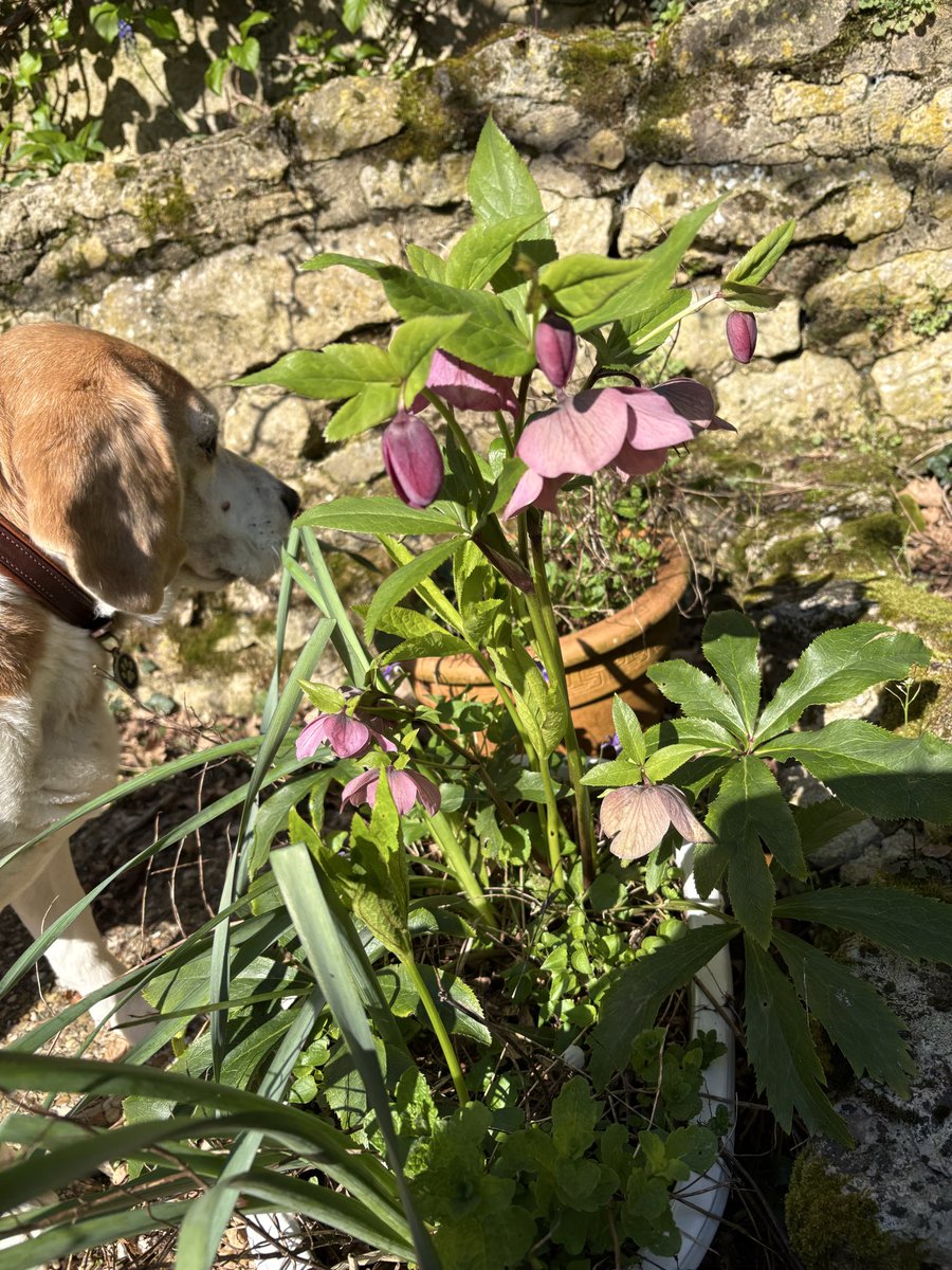 Beagle Bandit🐾🇫🇷 🇪🇺💙 tweet media