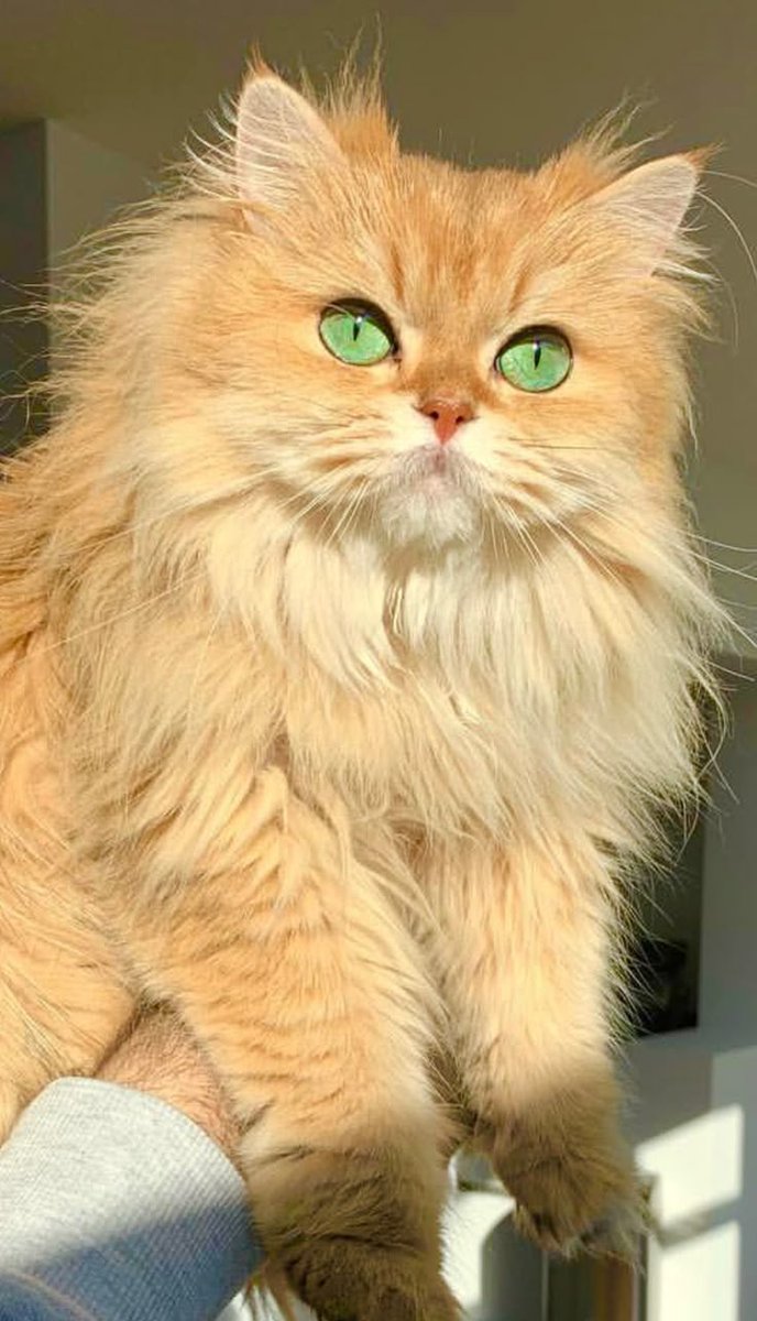 Wild nature zone tweet media