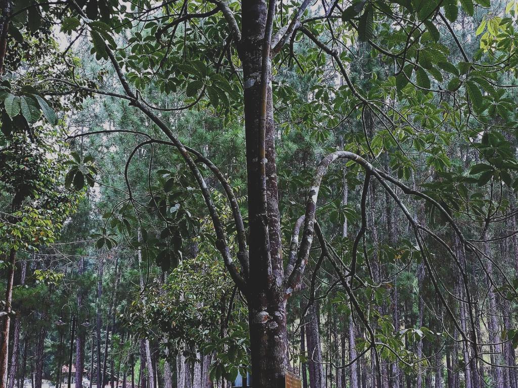 Vikki C. tweet media