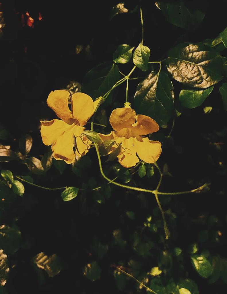 Vikki C. tweet media