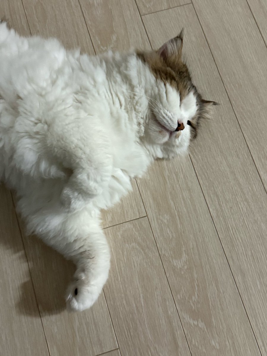 왕쿠니 (6학년) tweet media