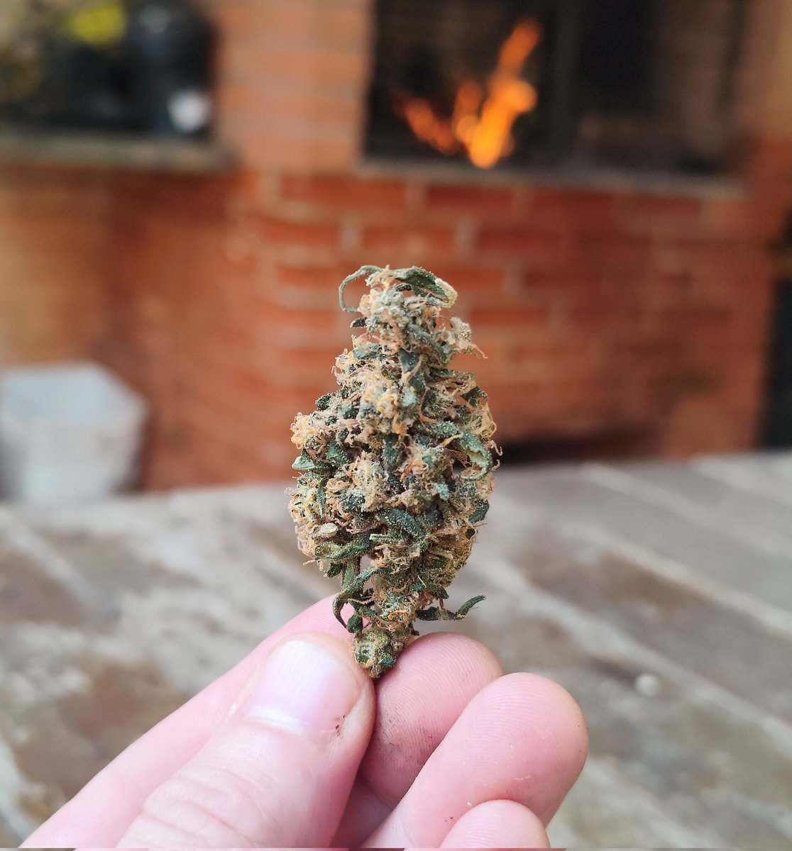 Caio Cezar, especialista em F200🍁 tweet media