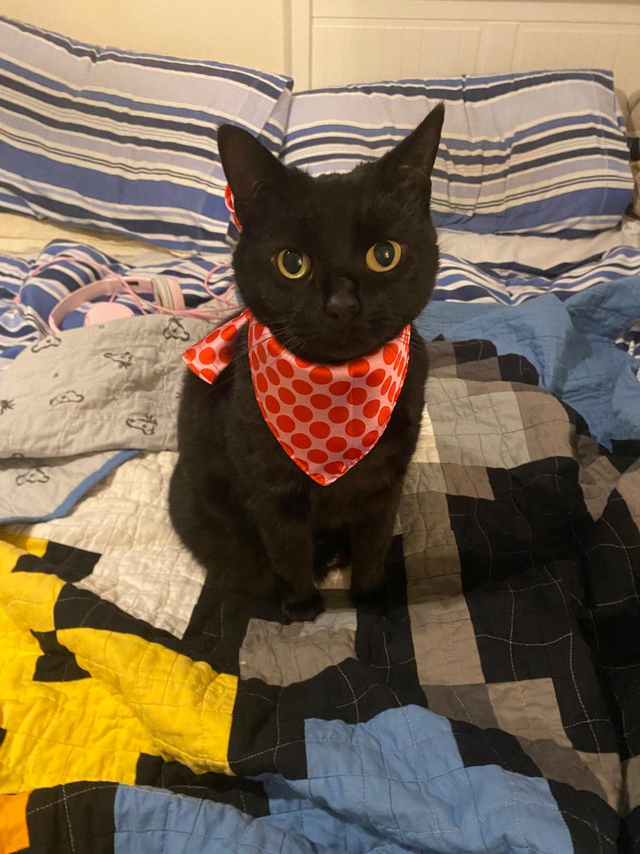 Languages Cat tweet media