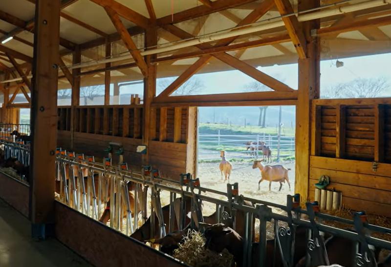 La Chèvre tweet media