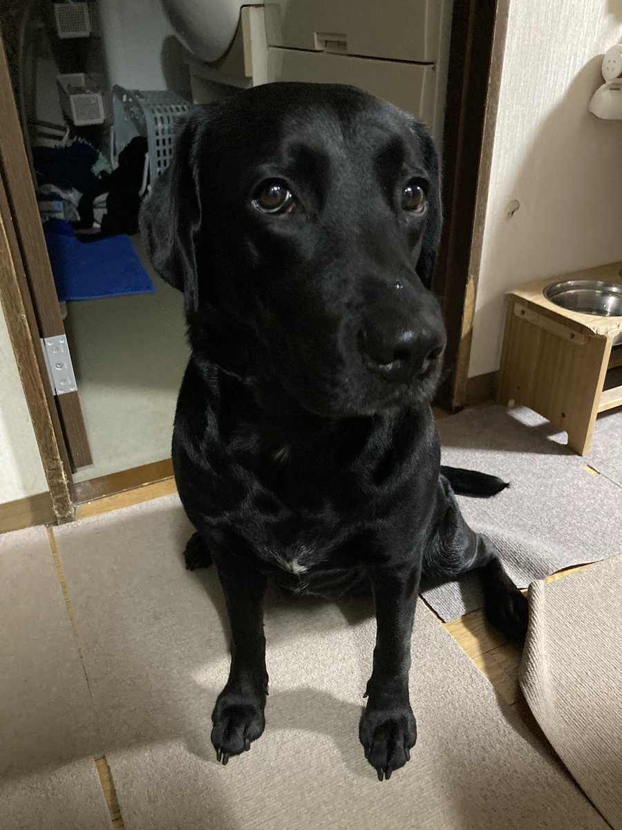 🌻メル🐕‍🦺 tweet media