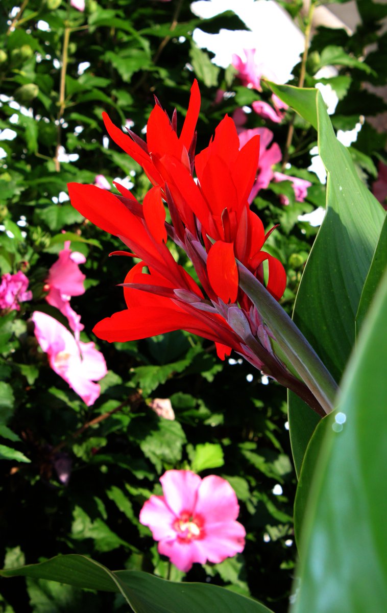 HermitsDaily's tweet photo. Brilliant Red Canna Lily with Rose of Sharon. Central Pennsylvania, last summer. #pennsylvaniagarden #pennsylvaniagardens #pennsylvaniagardener #garden #gardens #gardener #gardening #fecund #growing #plants #plant #dogwoodtree #floweringtrees #yucca #yuccas #canna #cannas https://t.co/v7PL8d725c