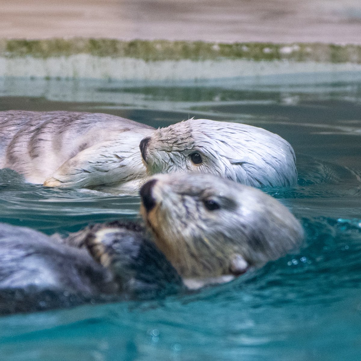 スコンブ3rd tweet media