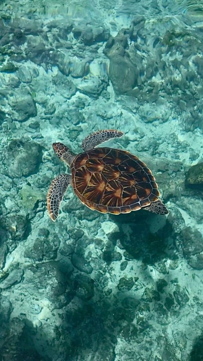 Mauritius Island tweet media