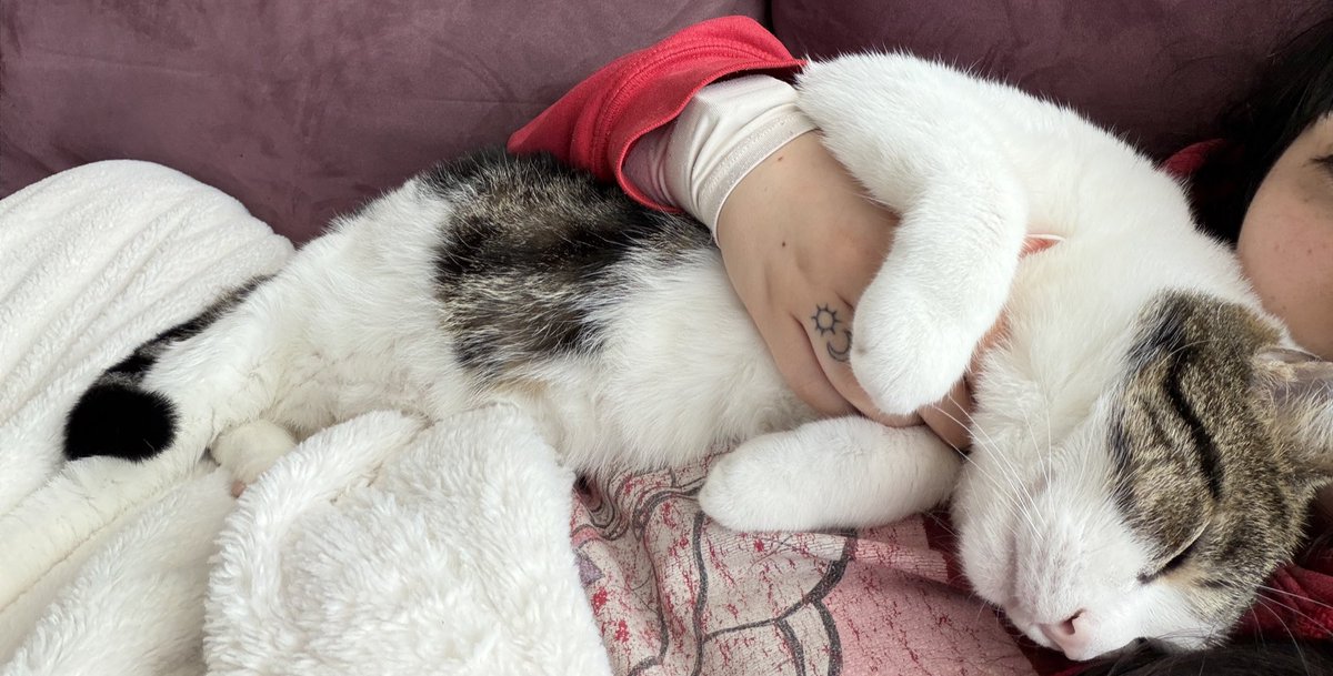 and then they say that boy cats aren’t affectionate
