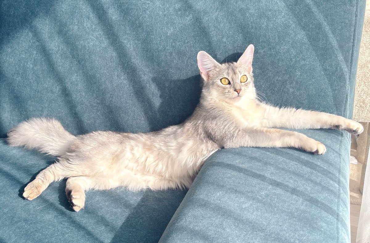 ほんとうに人間みたいなくつろぎ方するね