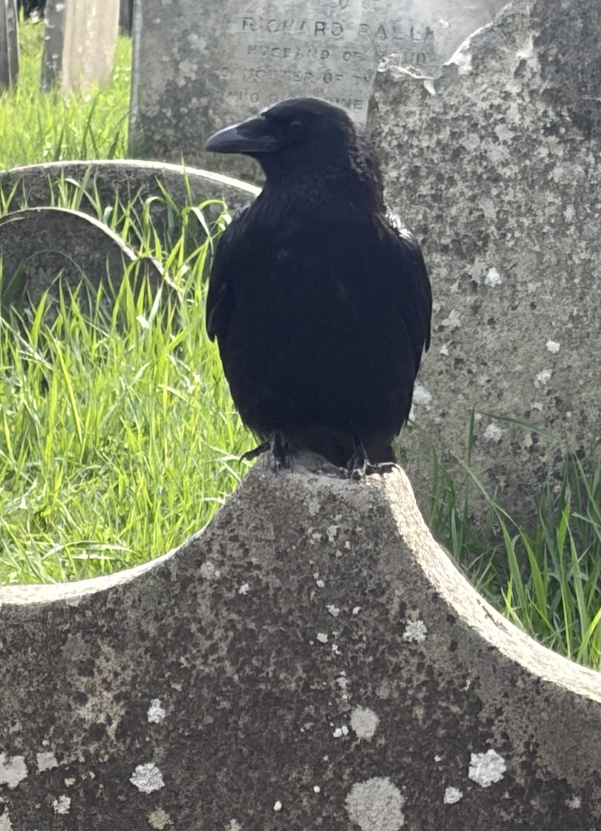 BromptonBunch's tweet image. His Excellency the General #Crows