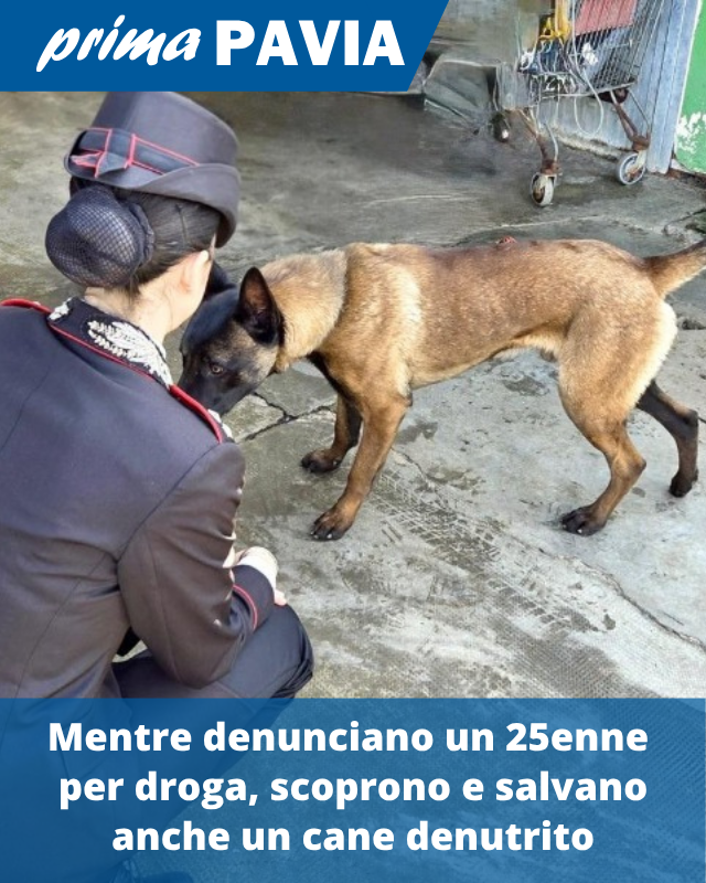 LEGGI QUI: primapavia.it/cronaca/mentre…
#Denuncia #Droga #Psicofarmaci #CaneDenutrito #Carabinieri #Vigevano #Cronaca #Notizie #News