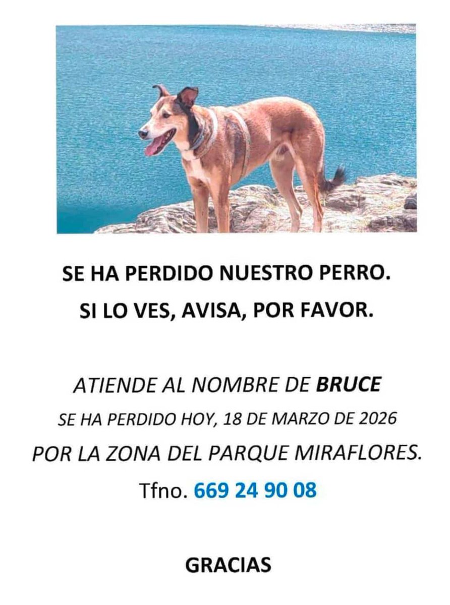 senorchildren's tweet photo. Se ha perdido el perro de unos amigos en Zaragoza, se perdió en el parque Miraflores pero parece que lo han visto por el parque grande asustado y puede que herido. https://t.co/w7oY6MvGUT