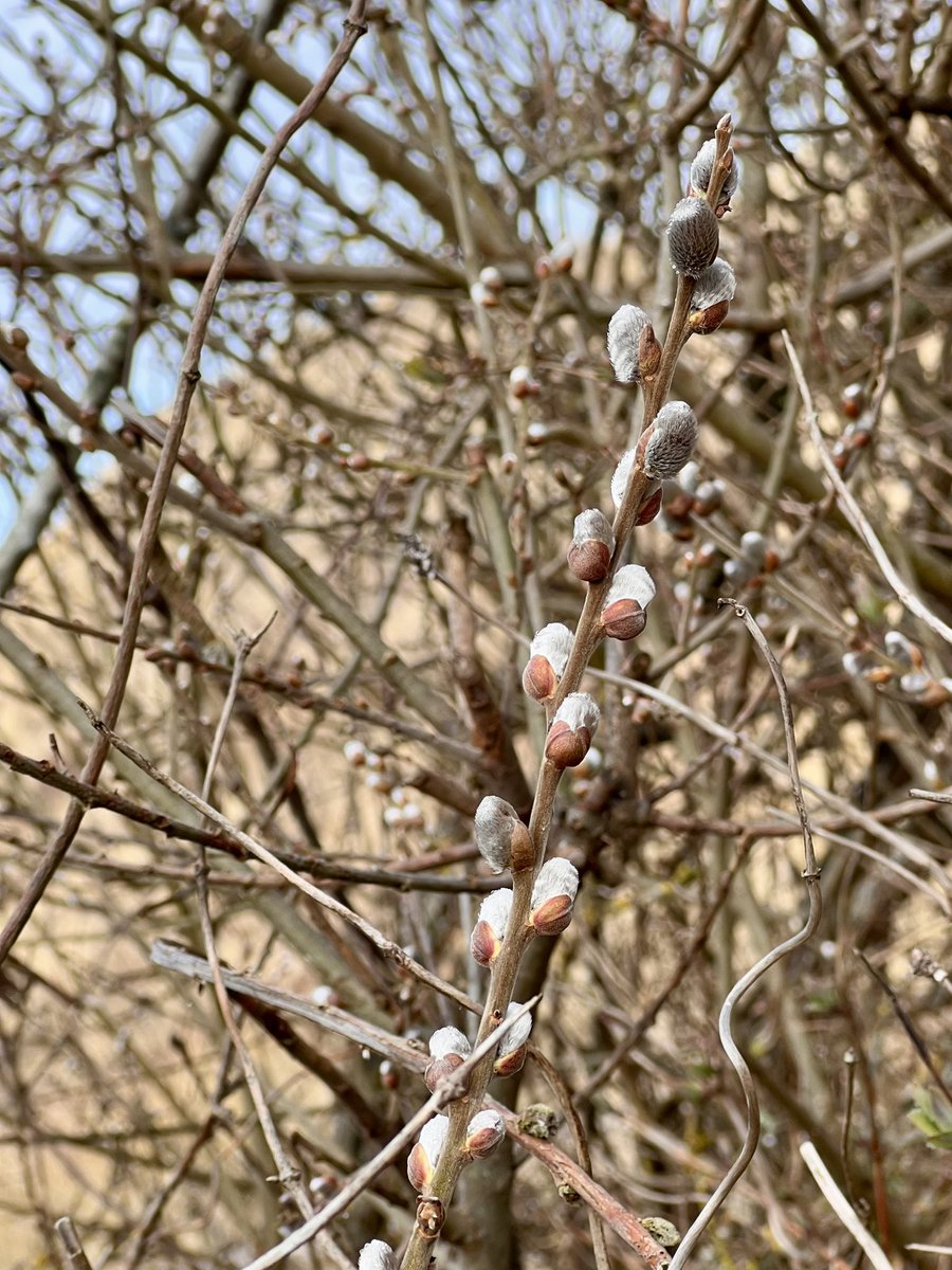 Elinsdotter 🇸🇪🇺🇦🇨🇦🇬🇱🇪🇺 tweet media