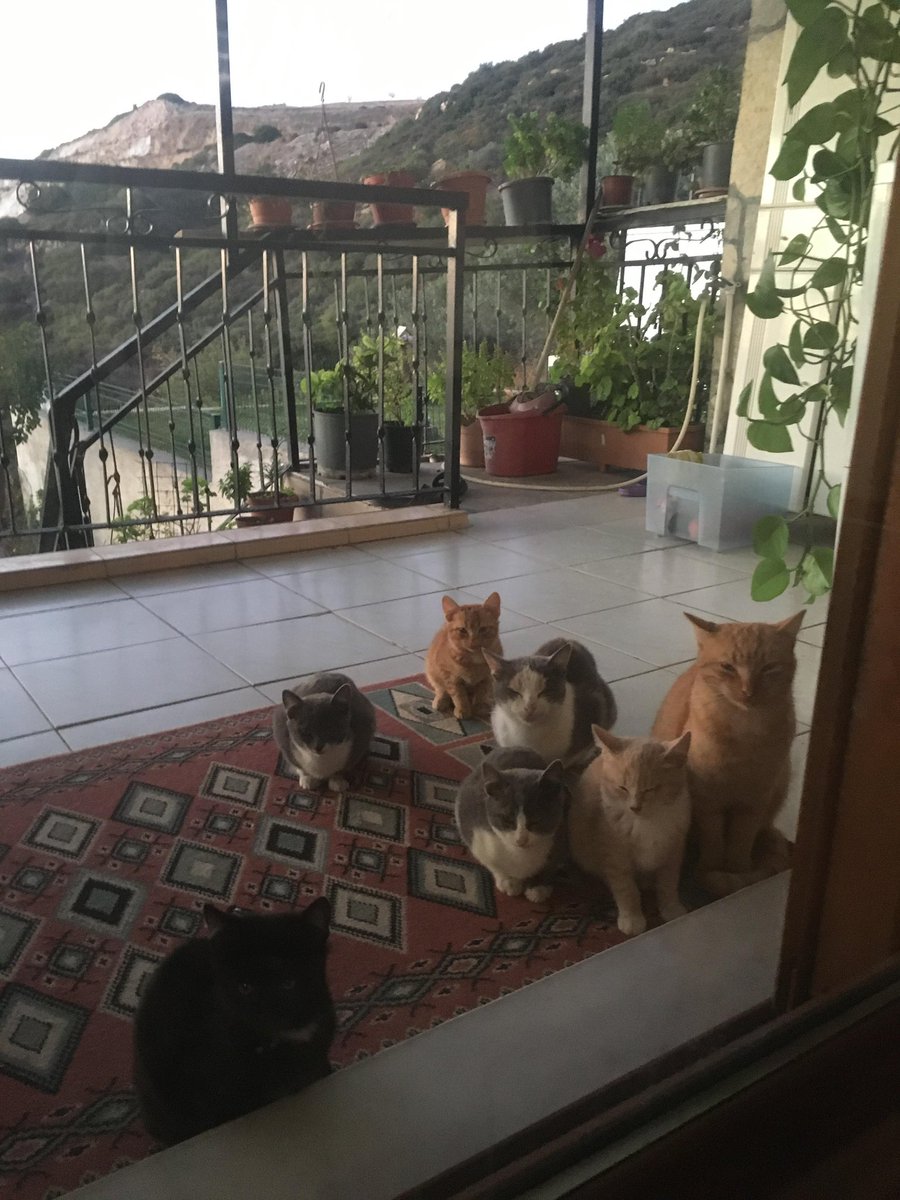 meribbaris's tweet photo. dedemin besledigi kedi ailesi harclik istemeye gelmis kii UwU https://t.co/B8NgHOpaJs