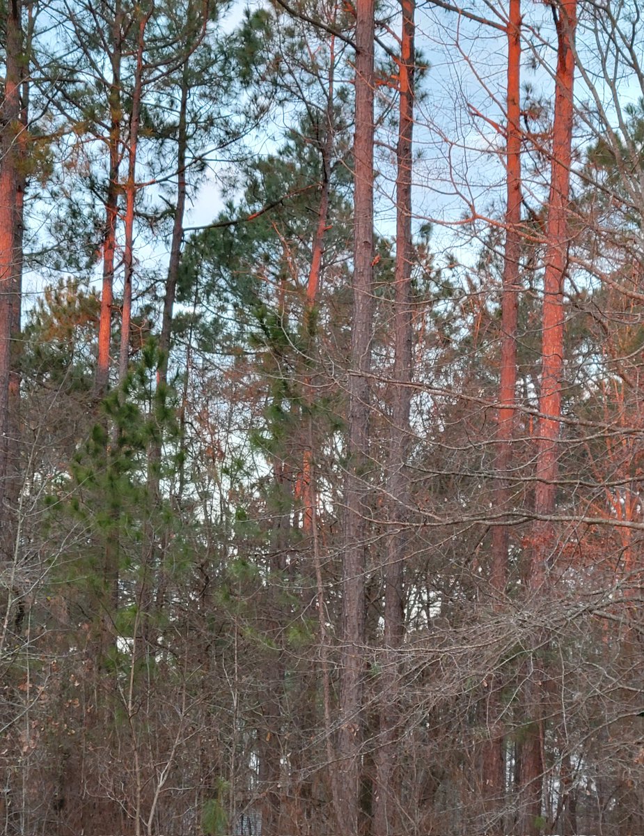 Sea Jules 🐬 🇺🇲 tweet media