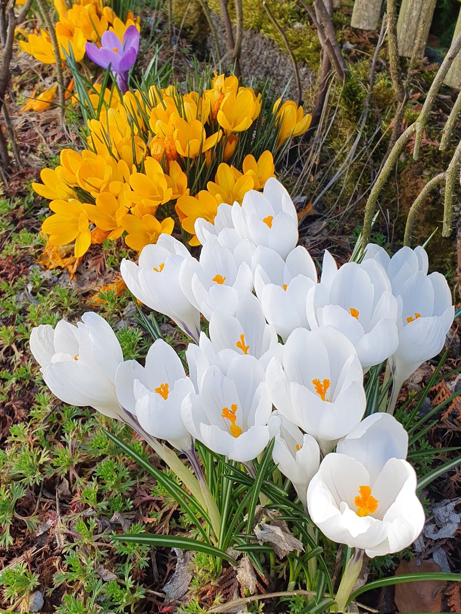 saronya ||| 🕊🏳️‍🌈 tweet media