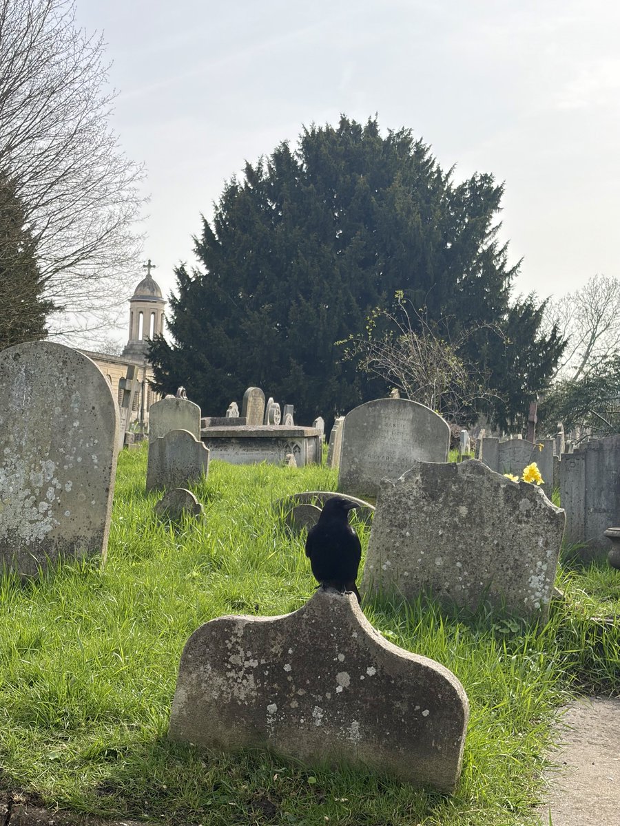 BromptonBunch's tweet image. That spot on the curved gravestone is a very popular place to lose #Crows