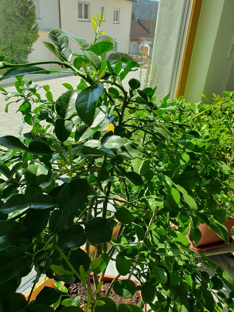 saronya ||| 🕊🏳️‍🌈 tweet media