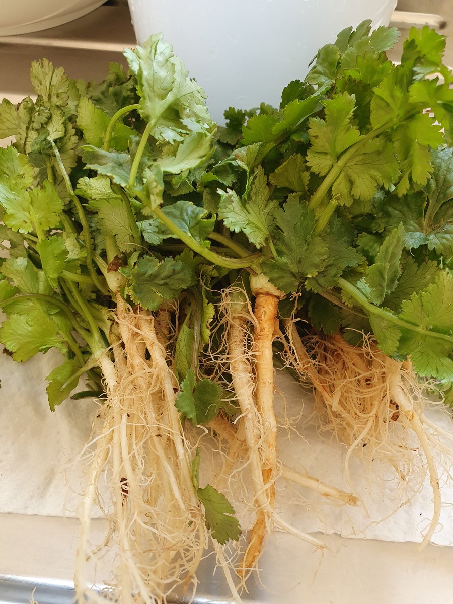 saronya ||| 🕊🏳️‍🌈 tweet media