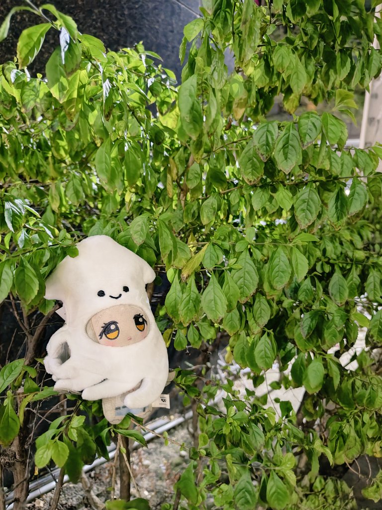 旅澤あがめ。 tweet media