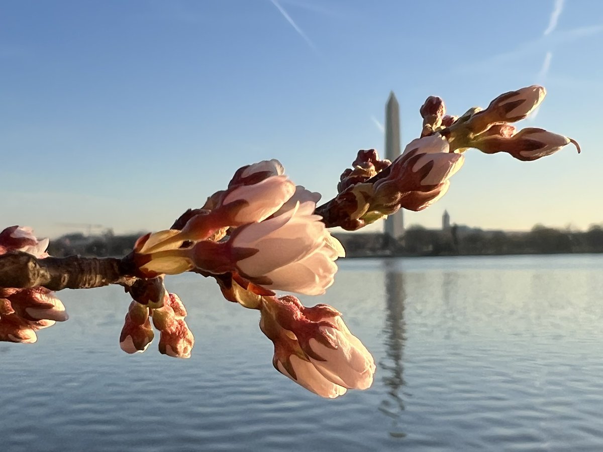 #CherryBlossoms starting to open Friday morning at the Tidal Basin! <a href="/capitalweather/">Capital Weather Gang</a> <a href="/KaitlynMcGrath/">Kaitlyn McGrath</a>