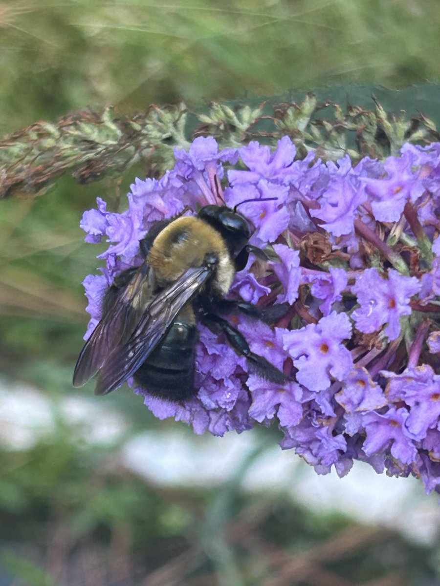 TravelRN4U's tweet photo. Happy Spring 💐☀️
#SpringEquinox
#LoveSpring
#VernalEquinox
❤️🦋🌸🌼🐝🪻🧚♀️💜 https://t.co/LpmwJLzvIV
