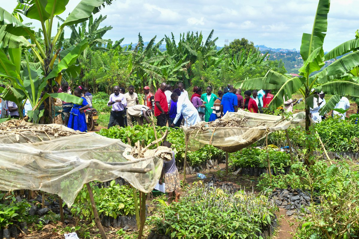 Uganda Climate Smart Agric Transformation Project tweet media