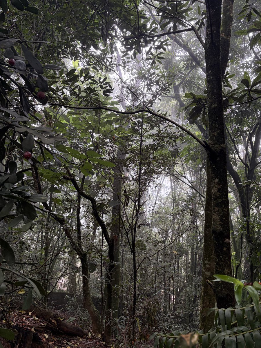 Bom dia! 
O dia amanheceu com neblina por aqui.