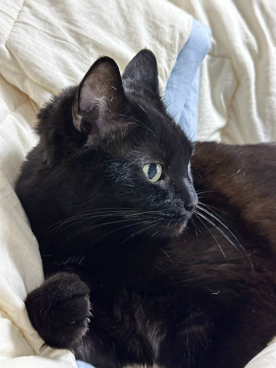 Homil_the_cat's tweet photo. 새삼 잘생김 https://t.co/wKJHli6oQQ