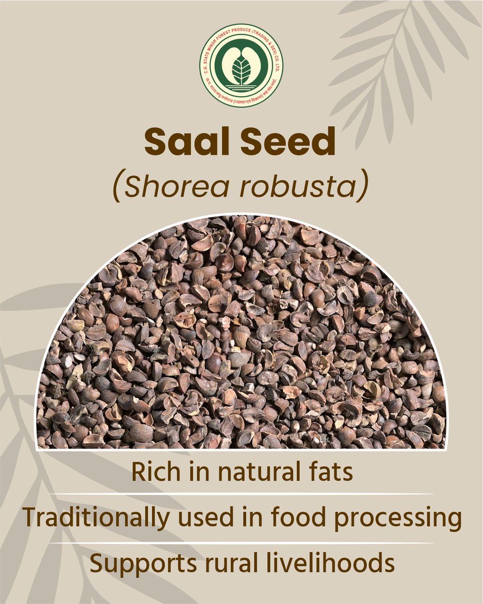 CGMFPFED's tweet photo. Saal Seed (Shorea robusta) is rich in natural fats and traditionally used in food processing, supporting rural livelihoods and sustainable forest economies. 

#SaalSeed #ForestProduce #SustainableLiving #CGMFPFED https://t.co/OBcSRa1bfM