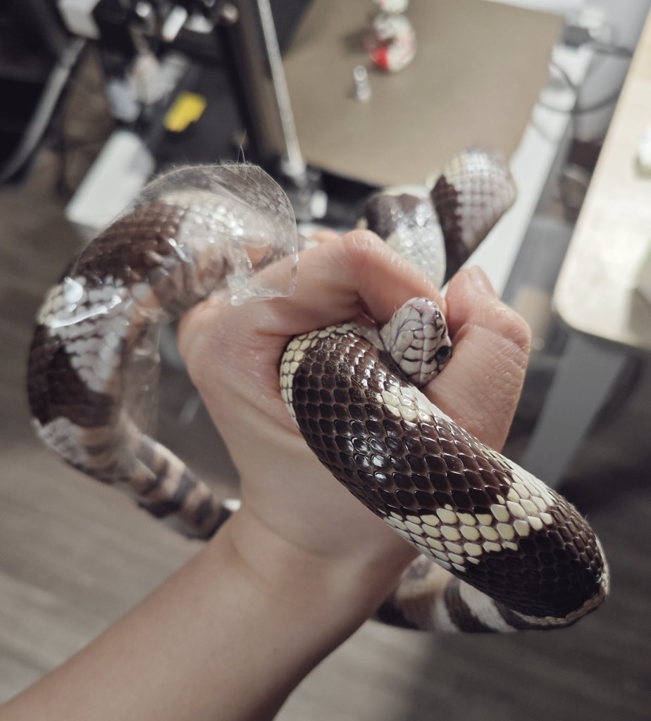 SWAYBAT🔞 tweet media