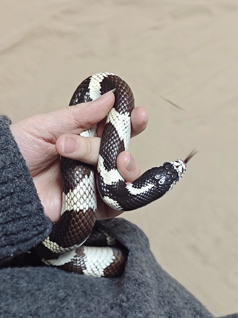 SWAYBAT🔞 tweet media