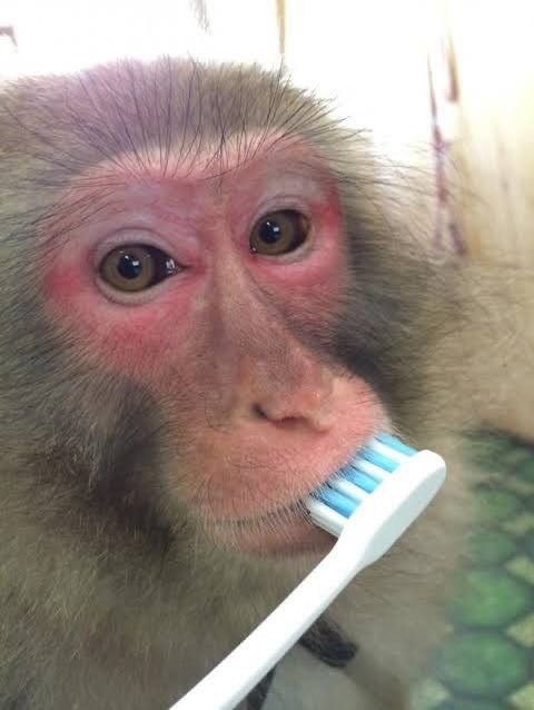 SIRCUNNALINGUS.btc tweet media