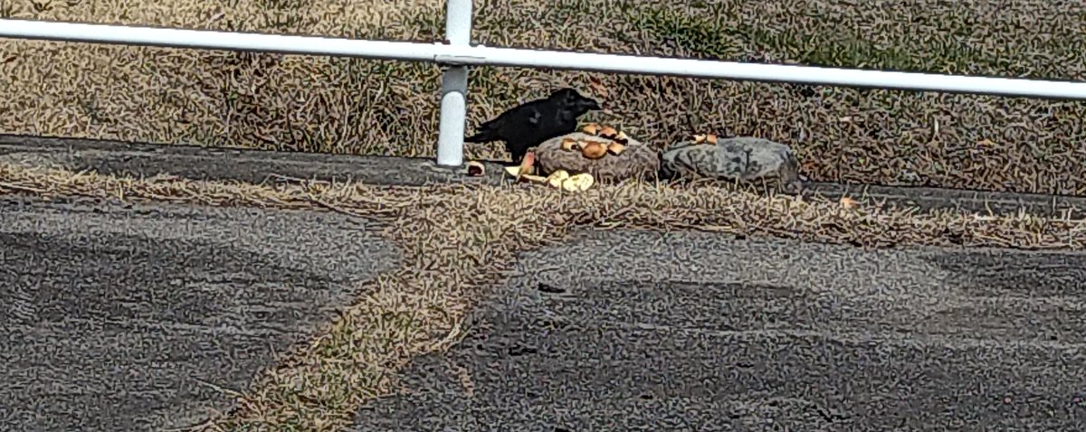 🇯🇵猫林猫仔🇯🇵🐱 tweet media
