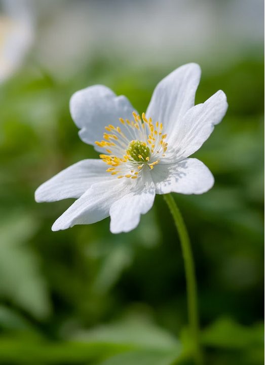 Merlo Sylvie Saphir 💖🐾 🔴⚫️✝️🇫🇷♦️ tweet media