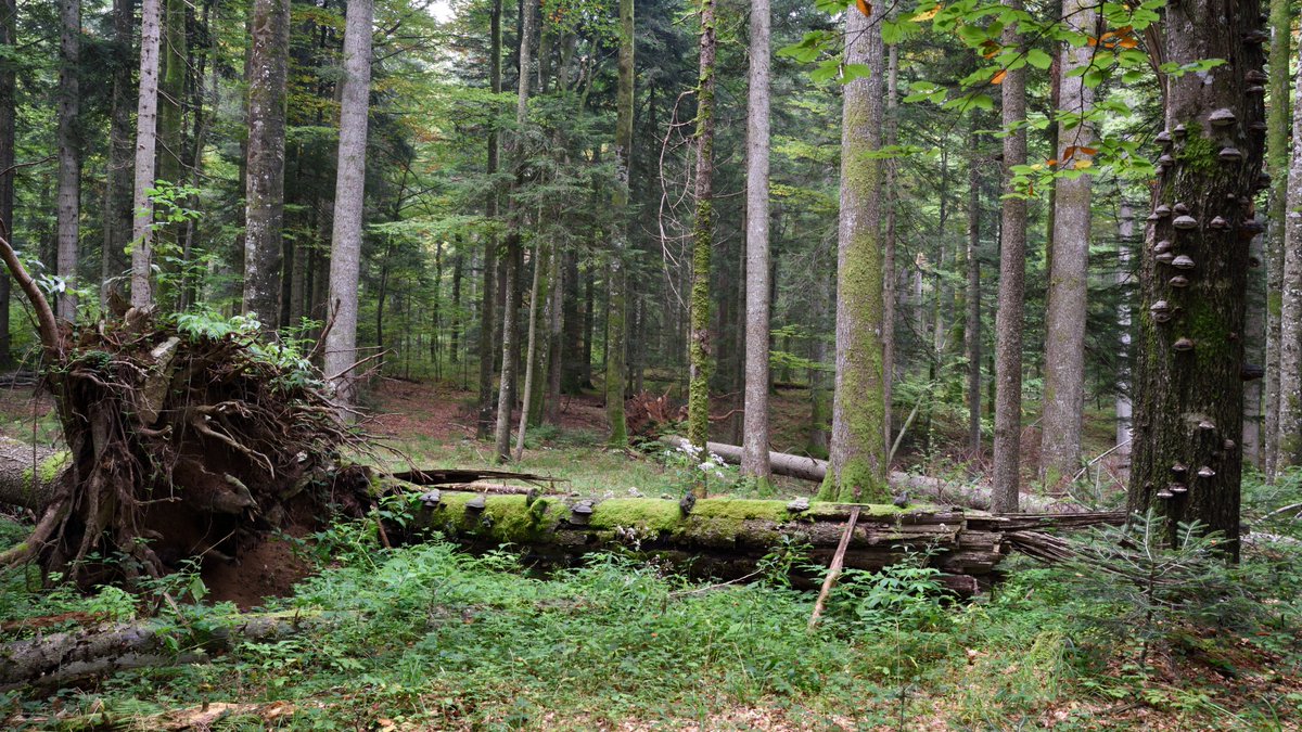 Plitvice Lakes National Park tweet media