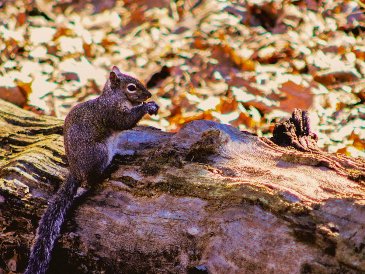 Dawnia AKA tweet media