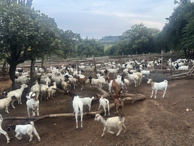Phase 4: Second Mating &amp; Grow-Out (Month 13–16)

Re-mate original does for a second cycle.
Grow first batch to sale weight (20–25kg).
Keep top kids for future breeding. Sell the rest.