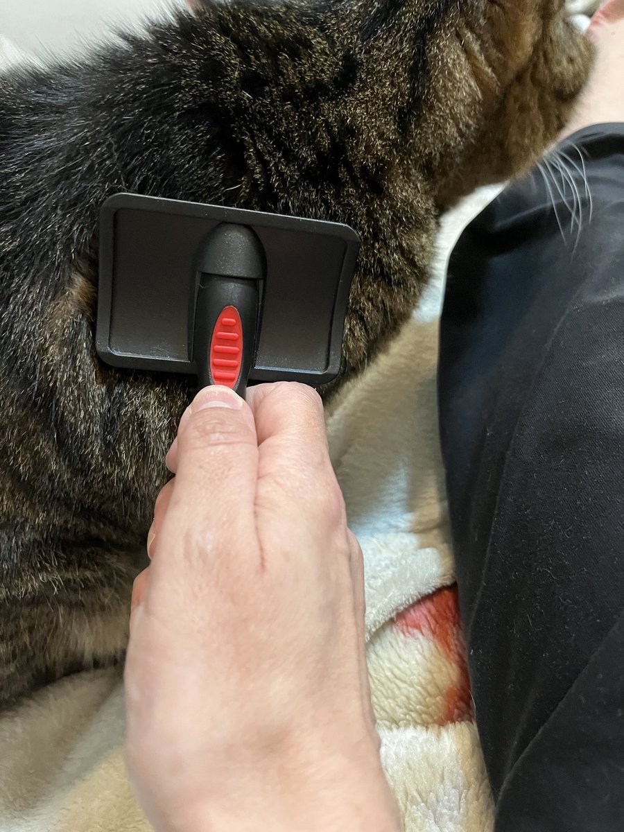 Sigal Shaharabani סיגל שהרבני سيجل شهربني tweet media