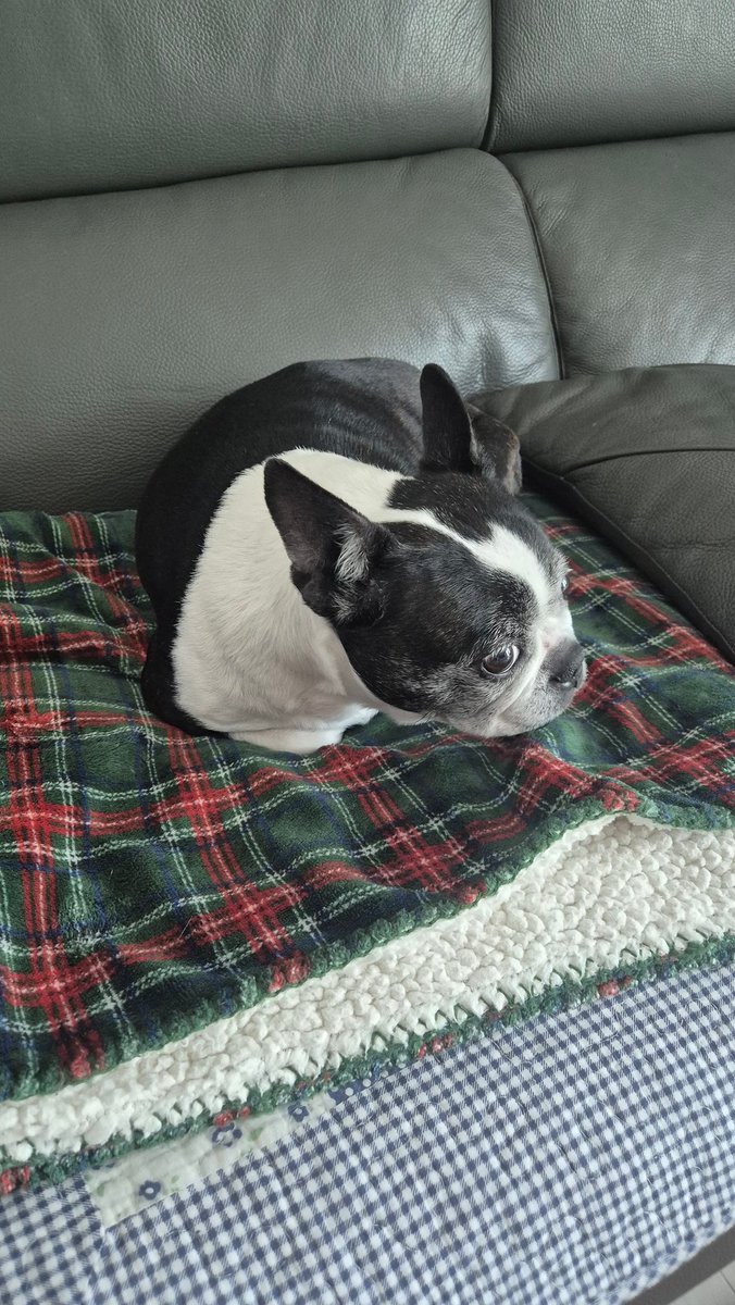 코로탕//ころたん🌟🚀☔️🐬 tweet media