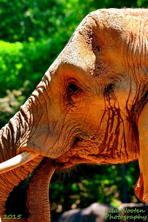 Lisa Wooten Photography tweet media