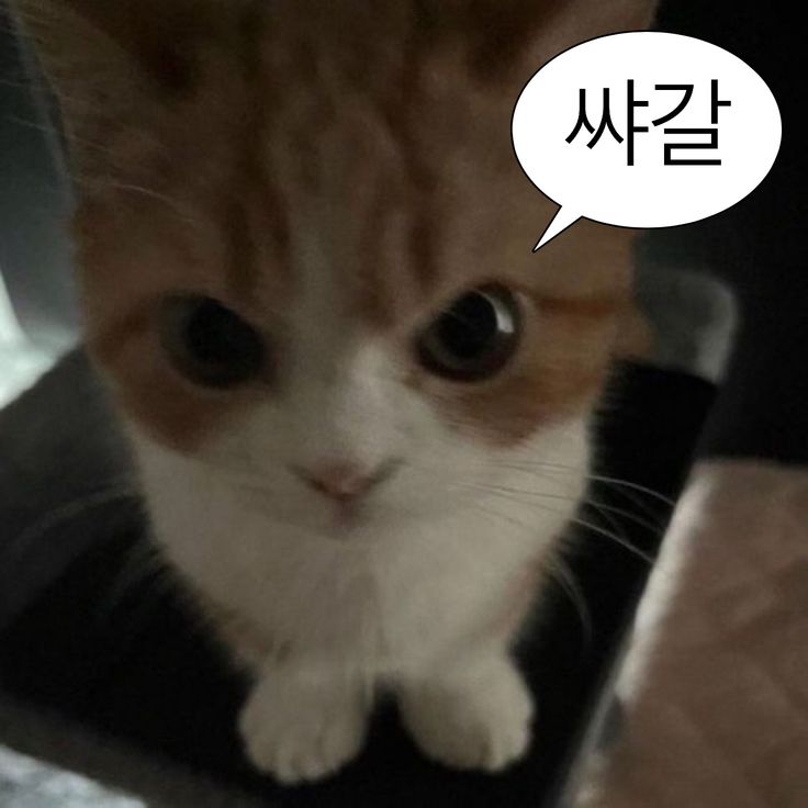 그니까 나는 아이돌공연에 재난위기경보가 터져서 내 안국느좋산책계획이 캔슬됐단 사실을 믿기 어려운거같아