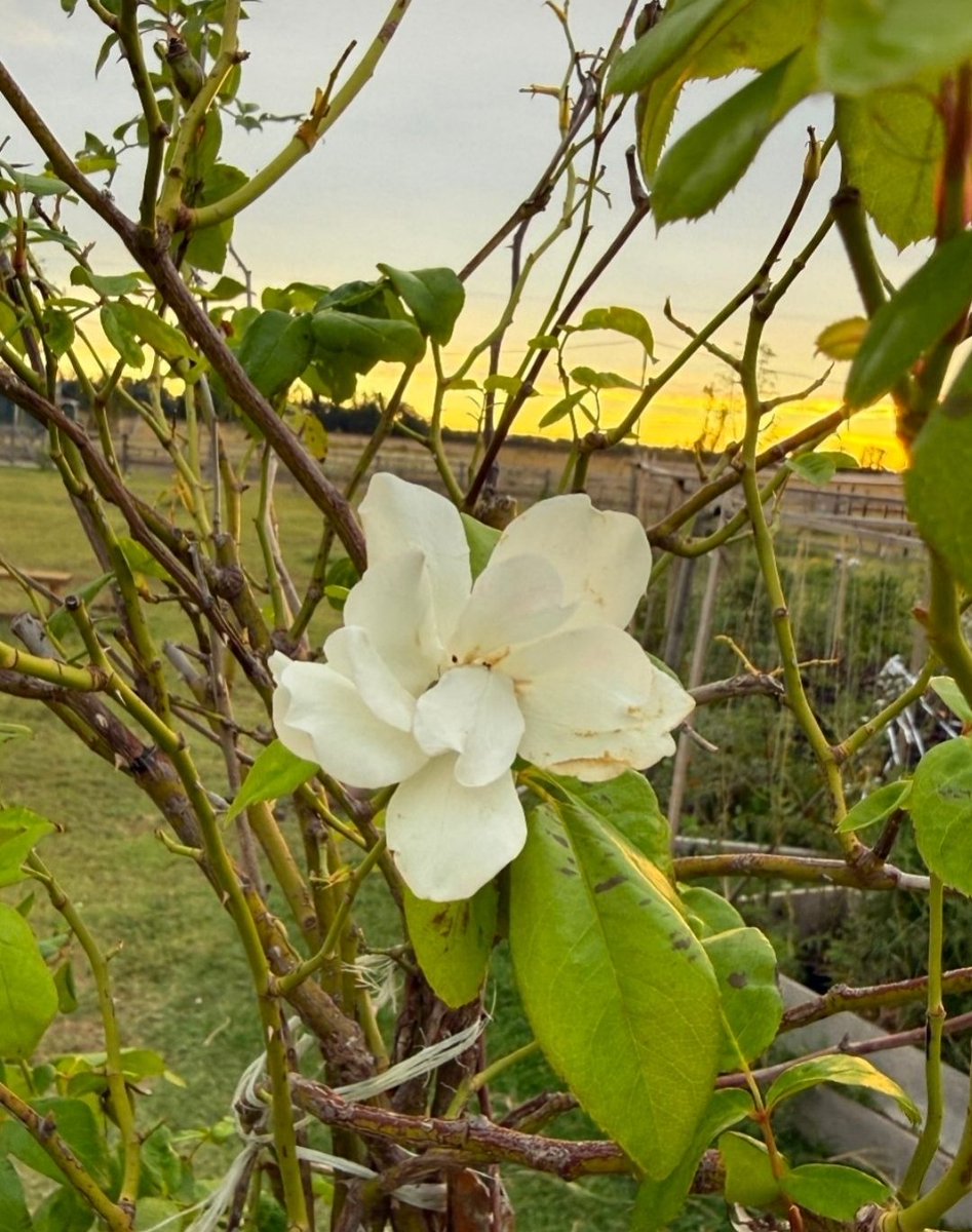 Buon venerdì a tutti 😃🌺